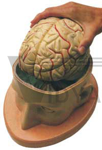 Head with Brain Model